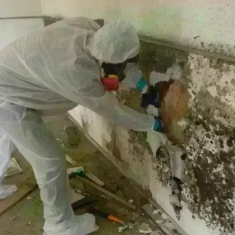 Mold Remediation and Removal in Pipestone, MN